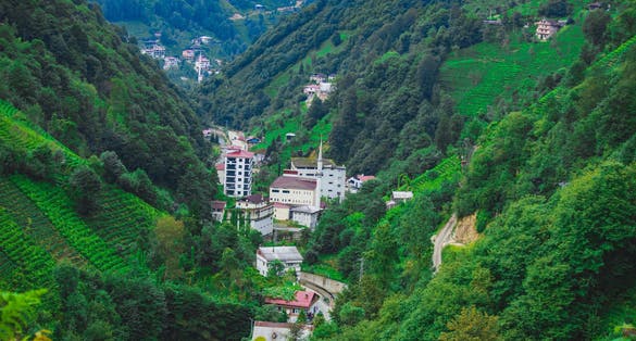 Photo of tea plantation in Trabzon, Turkey.