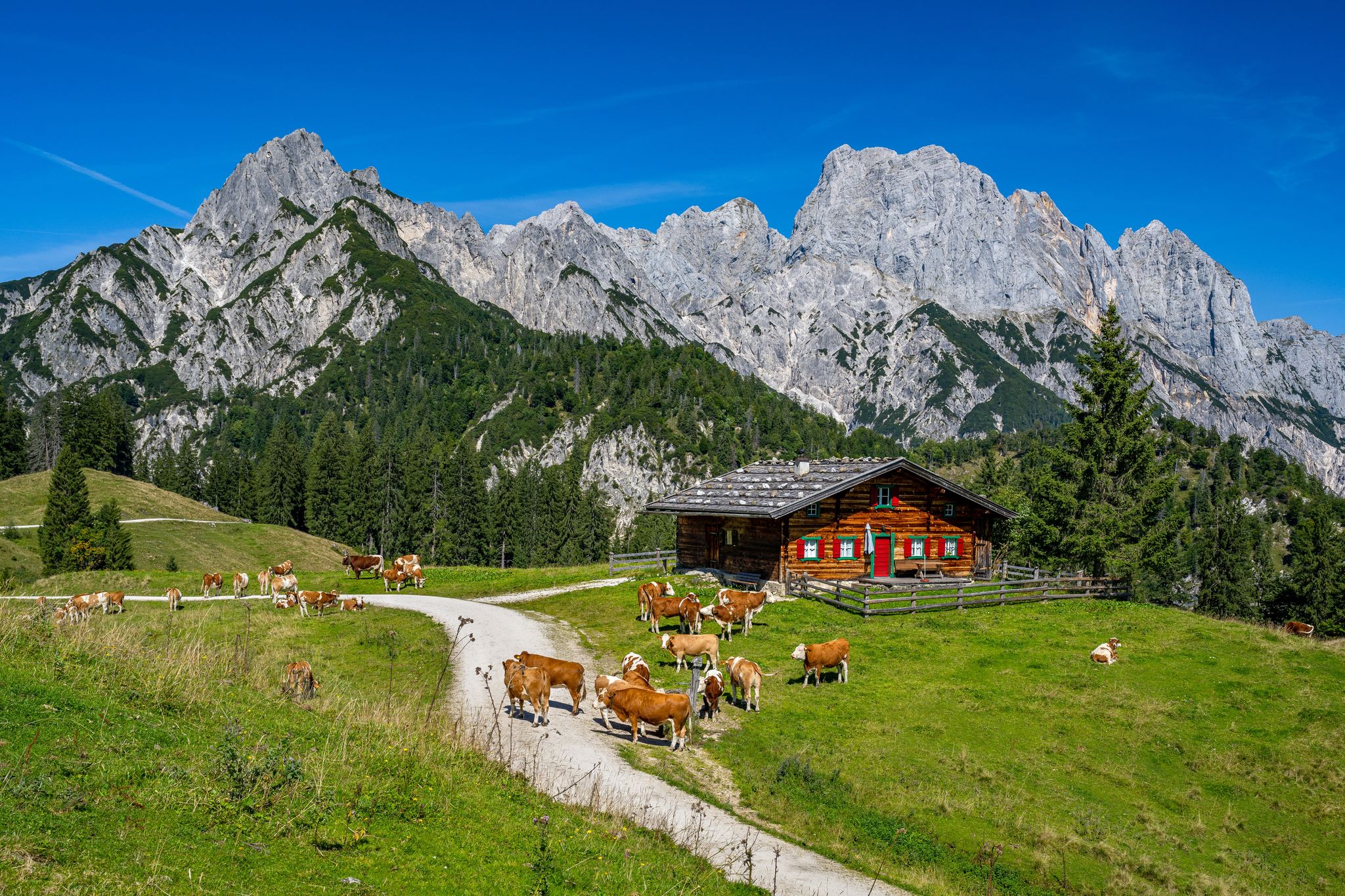 Photo of Idyllic mountain scenery in summer with cows in front of a wooden hut and the Reiter Steinberge in the background, Weissbach bei Lofer, Salzburg State, German .