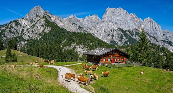Photo of Idyllic mountain scenery in summer with cows in front of a wooden hut and the Reiter Steinberge in the background, Weissbach bei Lofer, Salzburg State, German .