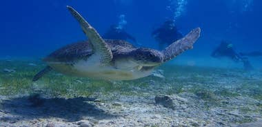 Scuba Diving Activity in Pernera