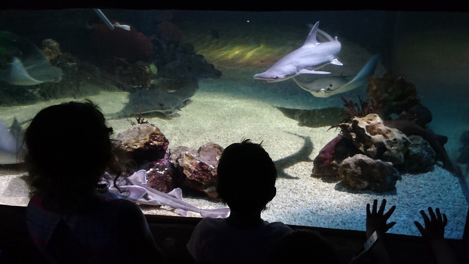 SEA LIFE Bray Aquarium, Bray, Bray No 2 ED, The Municipal District of Bray, County Wicklow, Leinster, Ireland