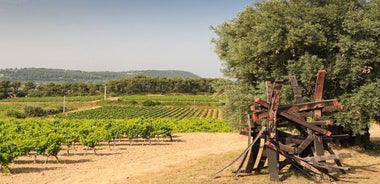 Private Vineyard Tour and Wine Tasting in Bandol