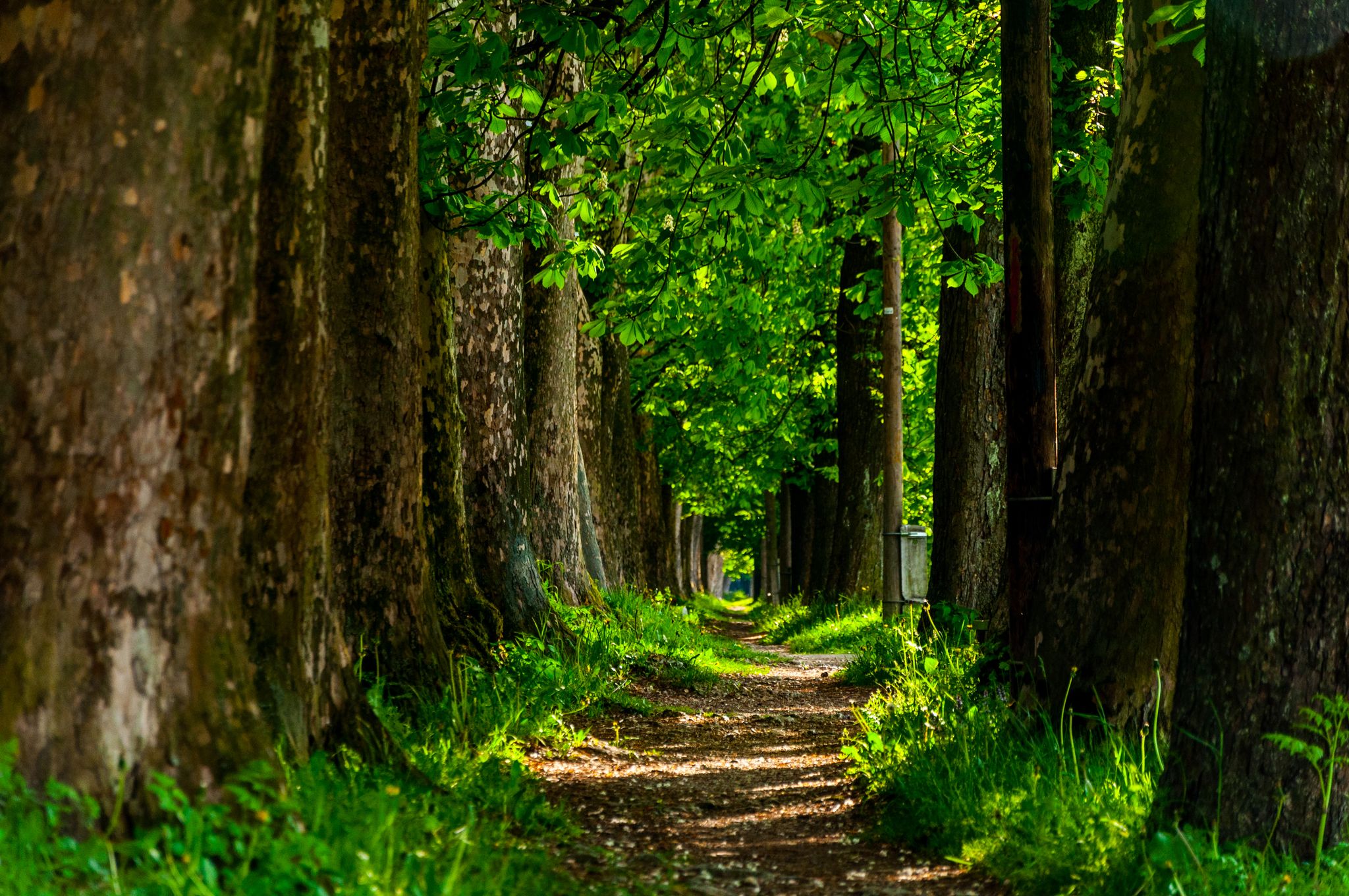 Photo of the trail to Vrelo Bosne, Bosnia and Herzegovina.