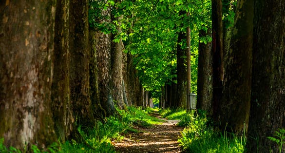 Photo of the trail to Vrelo Bosne, Bosnia and Herzegovina.