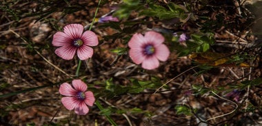 Hiking around Kardamyli