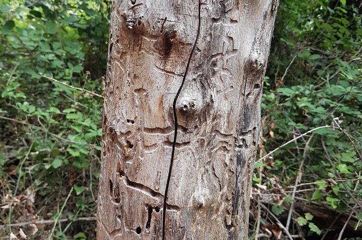 Over Water and Bird Songs