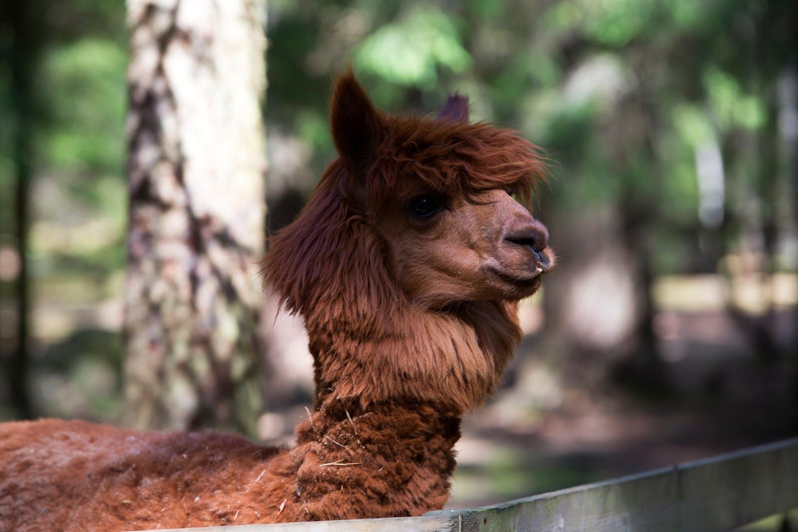 Domestic Animal Park Korpikeidas, Lappeenranta, Lappeenrannan seutukunta, South Karelia, Southern Finland, Mainland Finland, Finland