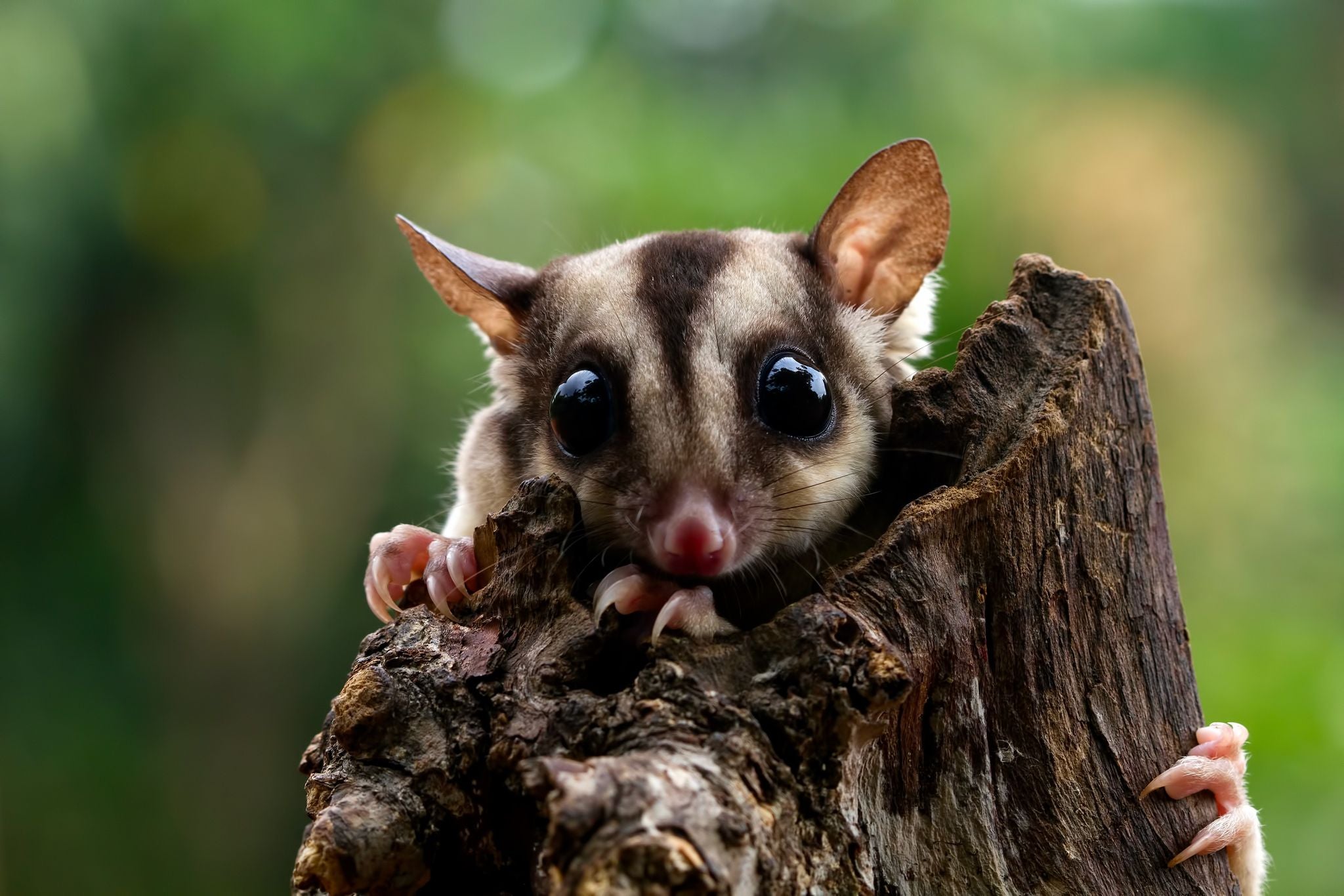 cute-face-sugar-glider-wood (1).jpg