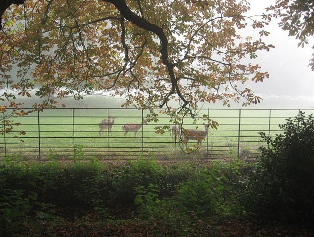 Deer seen from Addison-s Walk, Magdalen College, Oxford.jpg
