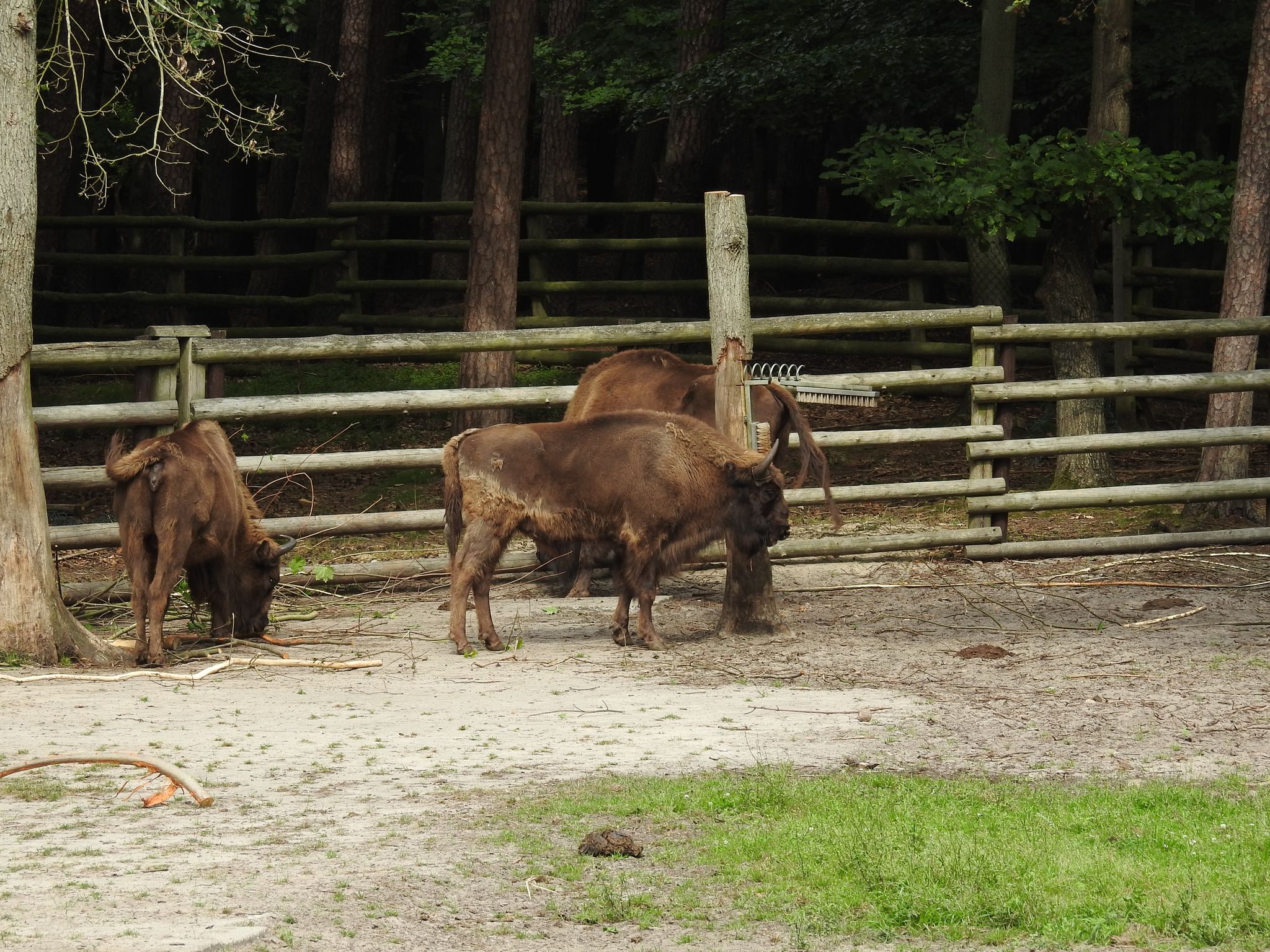 Zagroda Pokazowa Żubrów