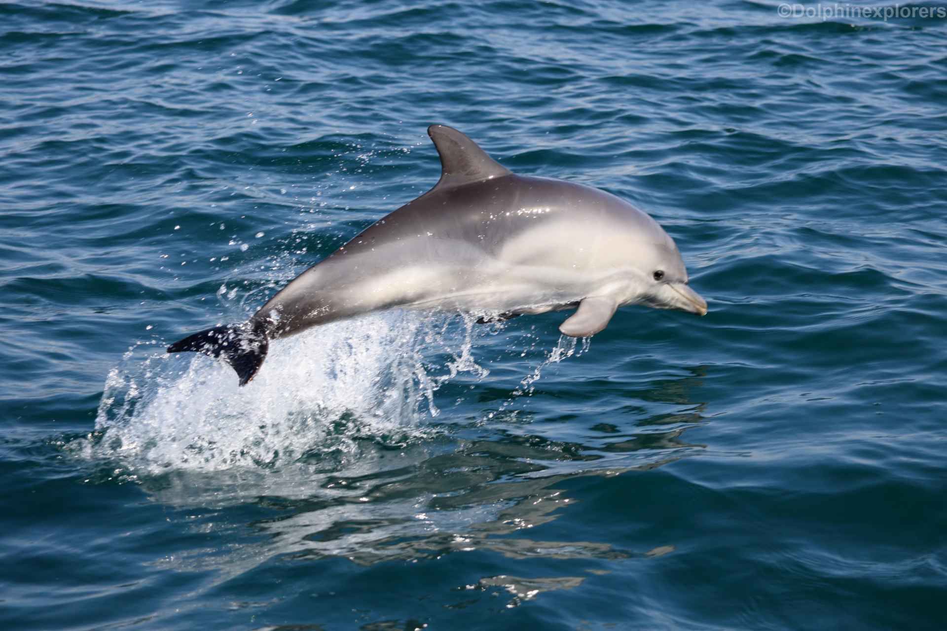 Cascais: Dolphin Watching Speedboat Tour