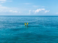 Snorkeling tours