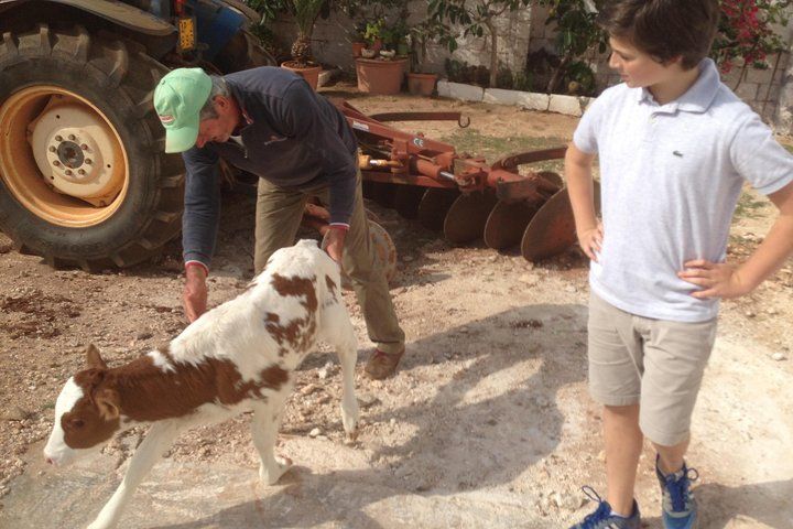 Private Bike Tour with Olive Oil Tasting