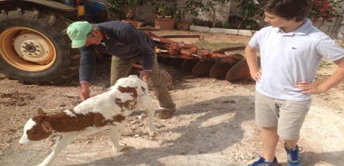 Private Bike Tour with Olive Oil Tasting