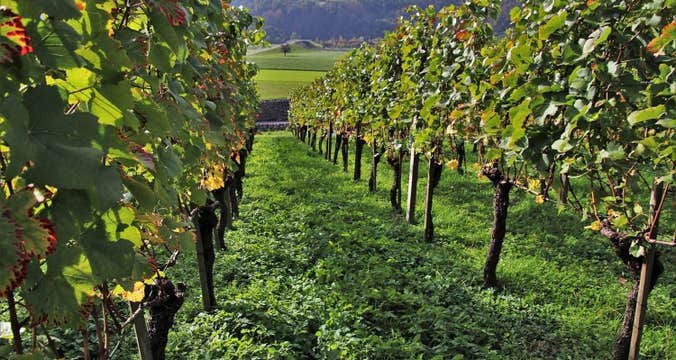 Burgundy Vineyard Trails