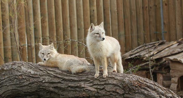 Photo of korsak in Hluboká Zoo, with its full name South Bohemian Zoo Hluboká nad Vltavou, is a zoo in Hluboká nad Vltavou , opened since 1939, Czechia.