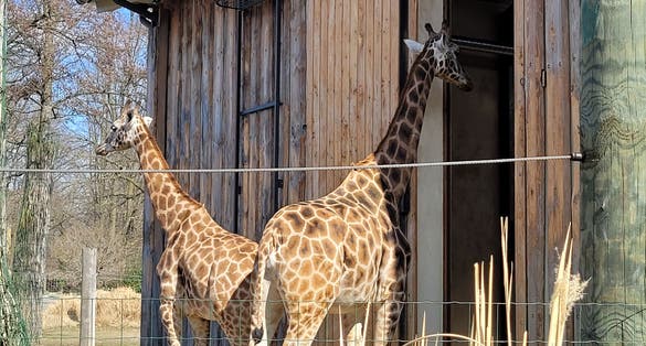 zoo park in poland, opole