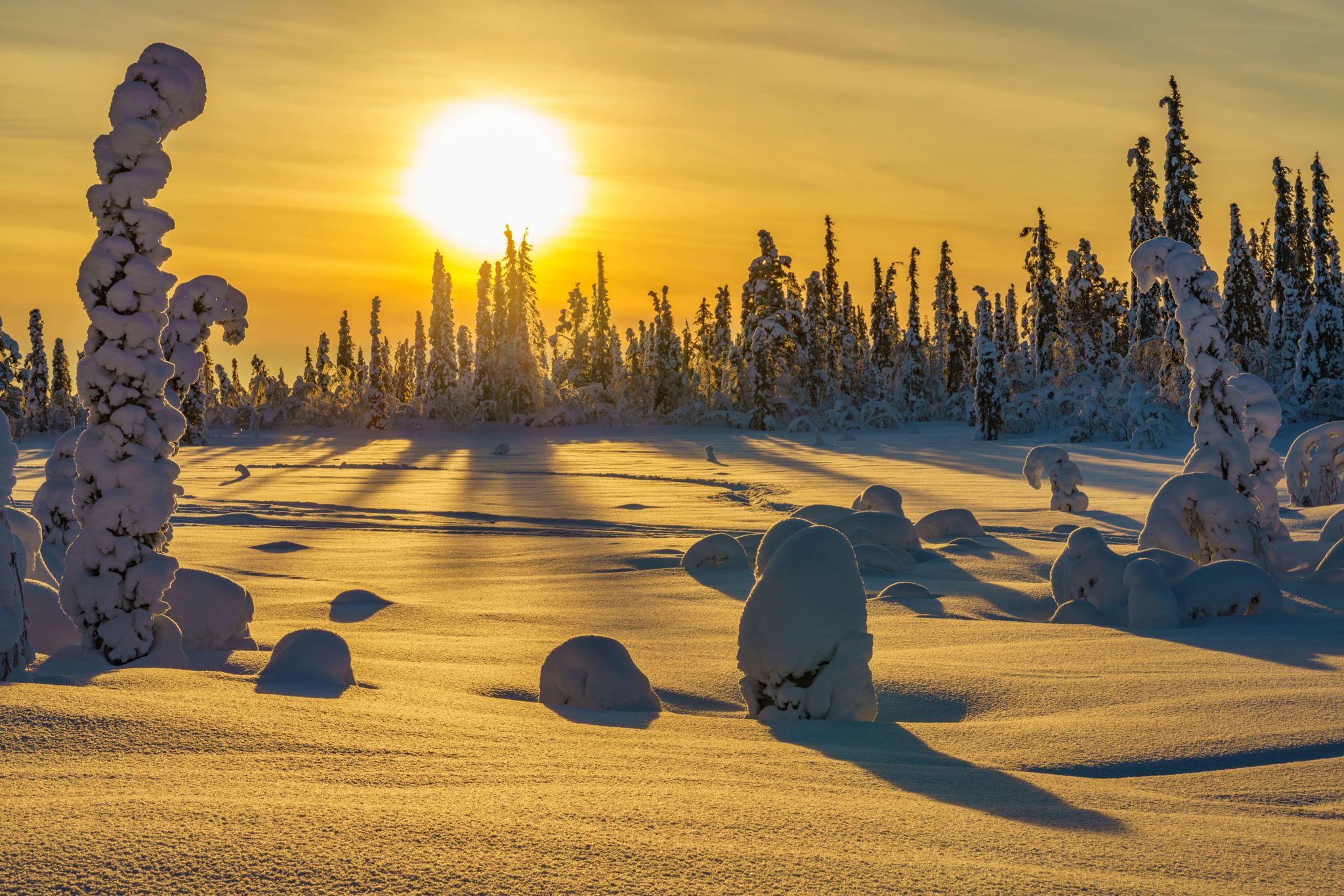 Winter landscape in direct light with plenty of snow and snowy trees, Gällivare, Swedish Lapland, Sweden