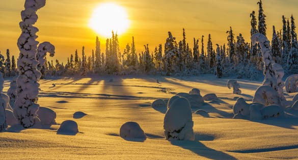 Winter landscape in direct light with plenty of snow and snowy trees, Gällivare, Swedish Lapland, Sweden