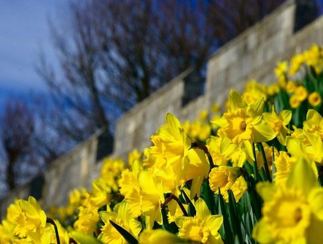 Bright yellow daffodils bloom in front of an old stone wall, with bare trees and a blue sky in the background..jpg