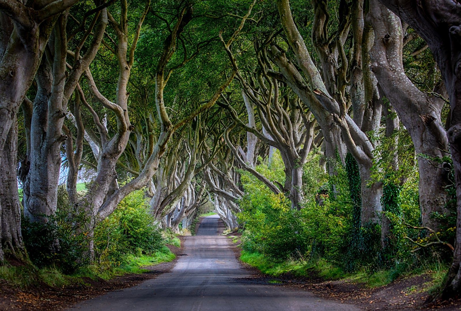 The Dark Hedges, Gracehill, County Antrim, Northern Ireland, United Kingdom