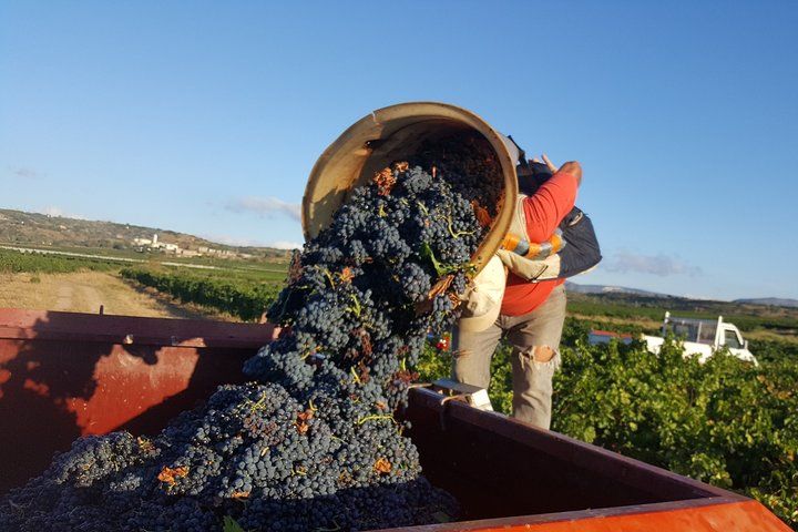 Walks in the heart of the secret vineyards around Collioure, tastings