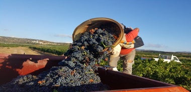 Walks in the heart of the secret vineyards around Collioure, tastings