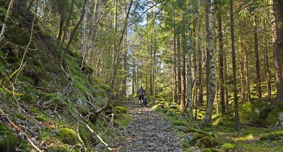 Mountain biker, cyclist, speeding in beautiful symmetrical lane of trees in colored spring wood, Arendal City, Norway.