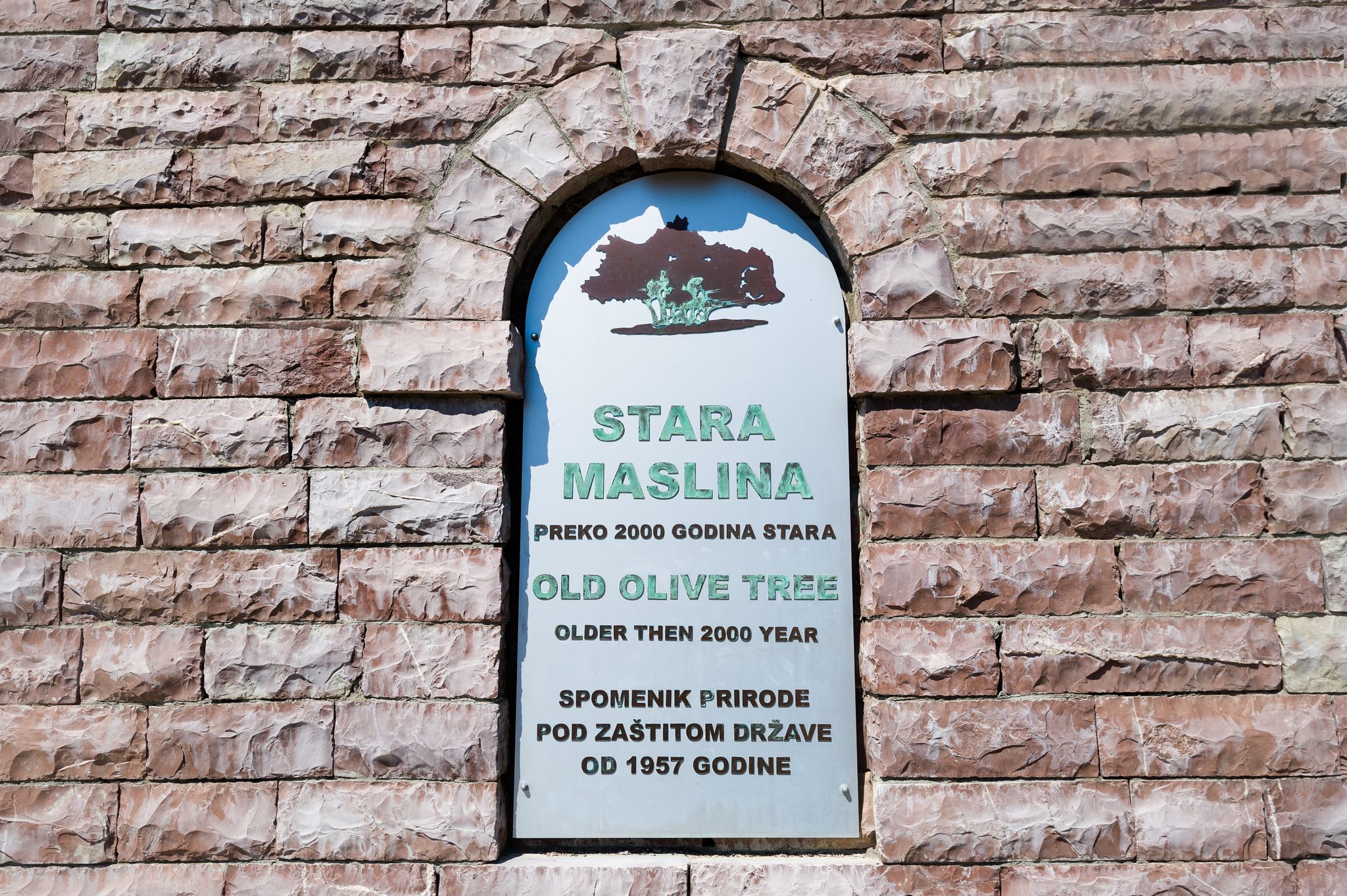 Photo of Old olive tree sign in the window of stone wall. Popular touristic attraction in Bar, Montenegro.