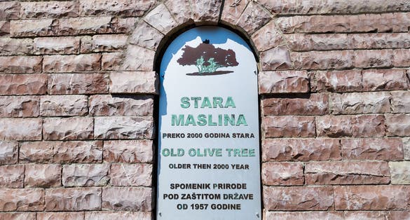 Photo of Old olive tree sign in the window of stone wall. Popular touristic attraction in Bar, Montenegro.