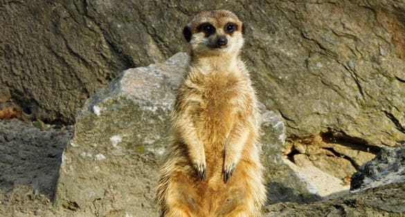 Photo of Meerkat on chats in Wrocław Zoological Garden, Poland.