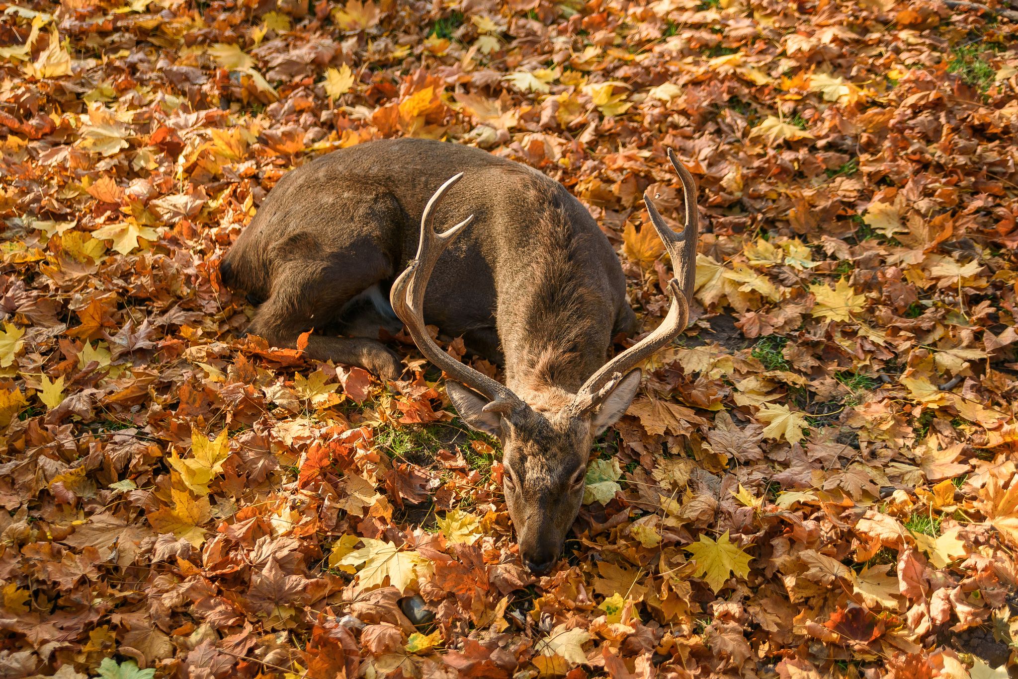 Photo of beautiful deer in Obora Holedna park, Brno, Czech Republic.
