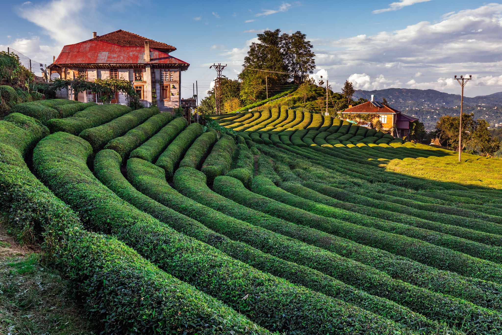 Photo of Tea plantation in Haremtepe Ceceva village, Rize, Turkey.
