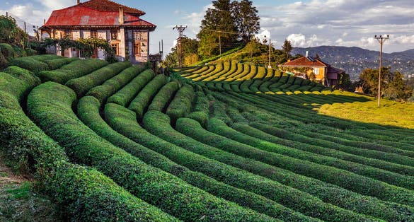 Photo of Tea plantation in Haremtepe Ceceva village, Rize, Turkey.