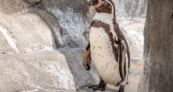 Photo of Humboldt penguin (Spheniscus humboldti) also called Peruvian Penguin or Patranca on the rocks of a cliff in Aalborg Zoo, Denmark.