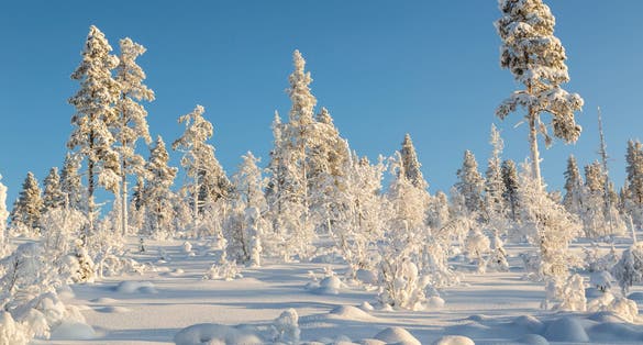 Winter landscape with clear blue sky with snowy trees and warm light, Gällivare county, Swedish Lapland, Sweden
