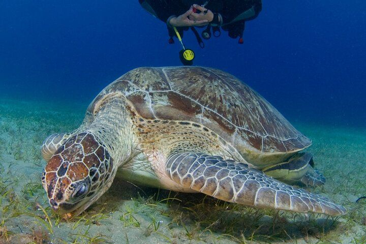 Scuba Diving Experience (10+ Years) AND Free Edited Video