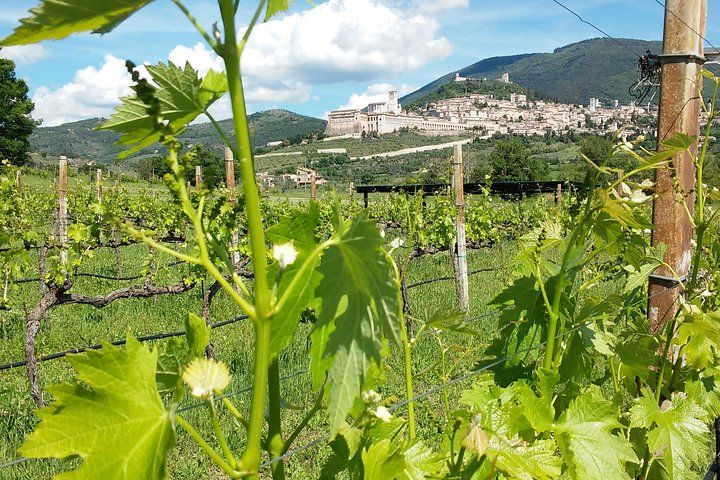 Wine tasting and walk in the Vineyard of Assisi