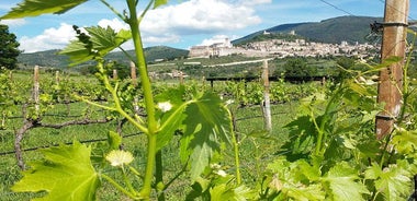 Wine tasting and walk in the Vineyard of Assisi