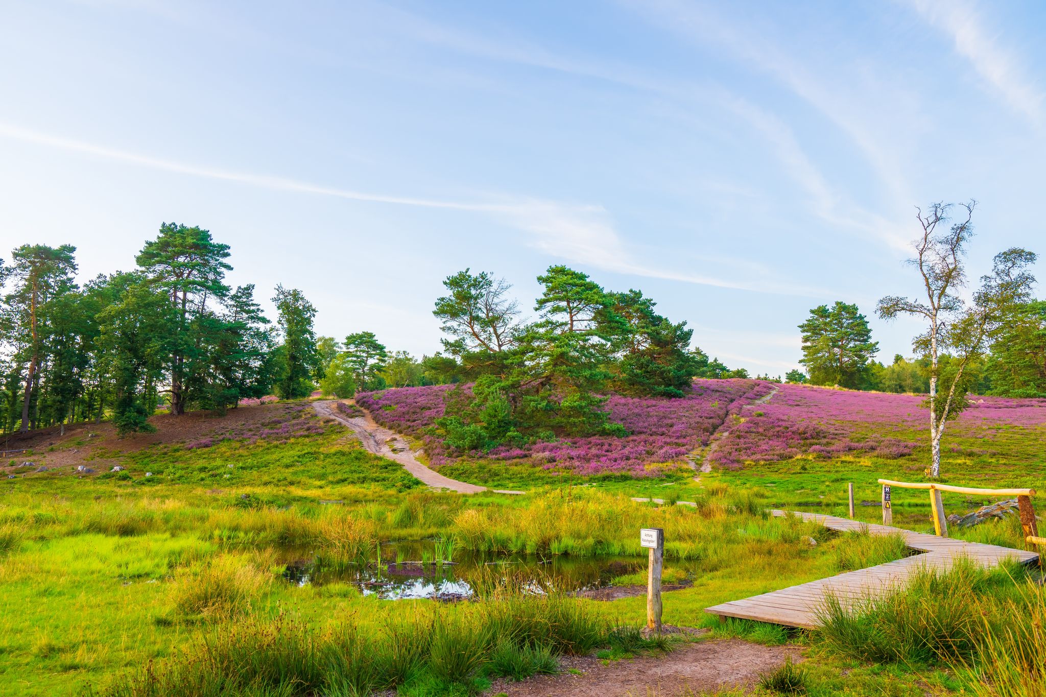 photo of view of Hiking path leading up a hill, overgrown with colorful blooming heather in the nature reserve Lüneburger Heide.