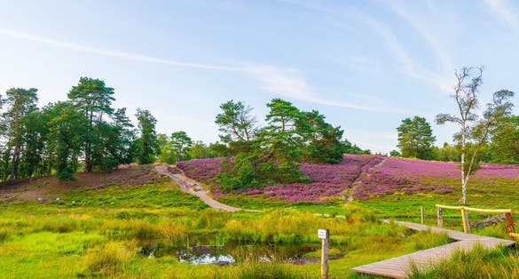 photo of view of Hiking path leading up a hill, overgrown with colorful blooming heather in the nature reserve Lüneburger Heide.