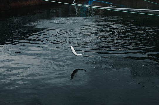 Ulvik scenic RIB adventure tour to Osafjord