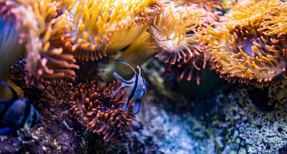 Photo of beautiful little fish animal swimming in the aquarium of the zoo of Zaragoza in Spain on a dark background .