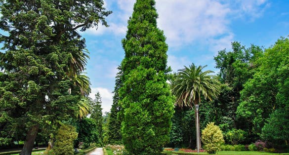 Photo of beautiful view of Alameda Park of Santiago de Compostela.