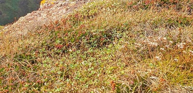 Wexford: Hell Hole & Back Sea Cave Kayaking