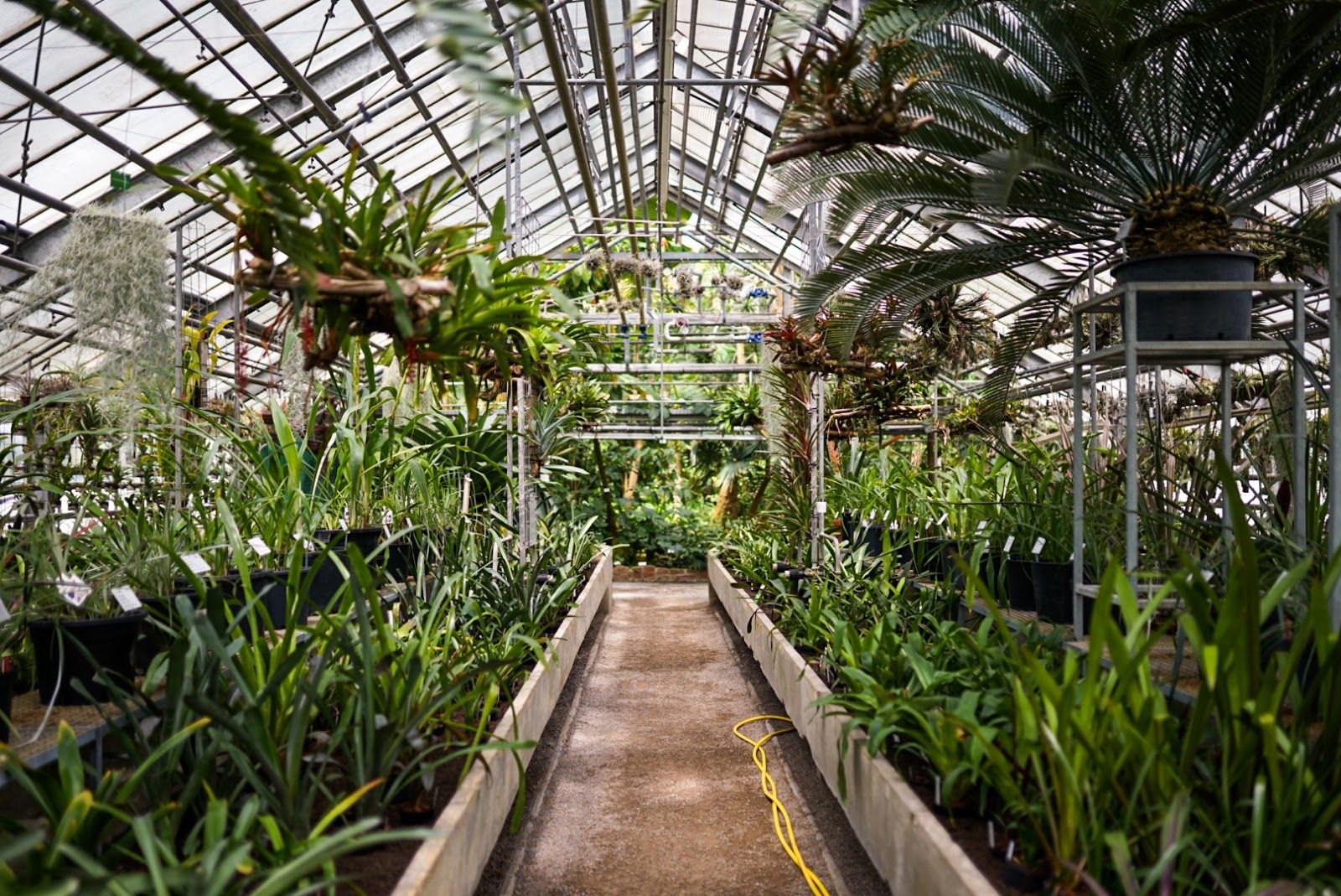 Heidelberg Botanical Garden, Neuenheim, Heidelberg, Baden-Württemberg, Germany