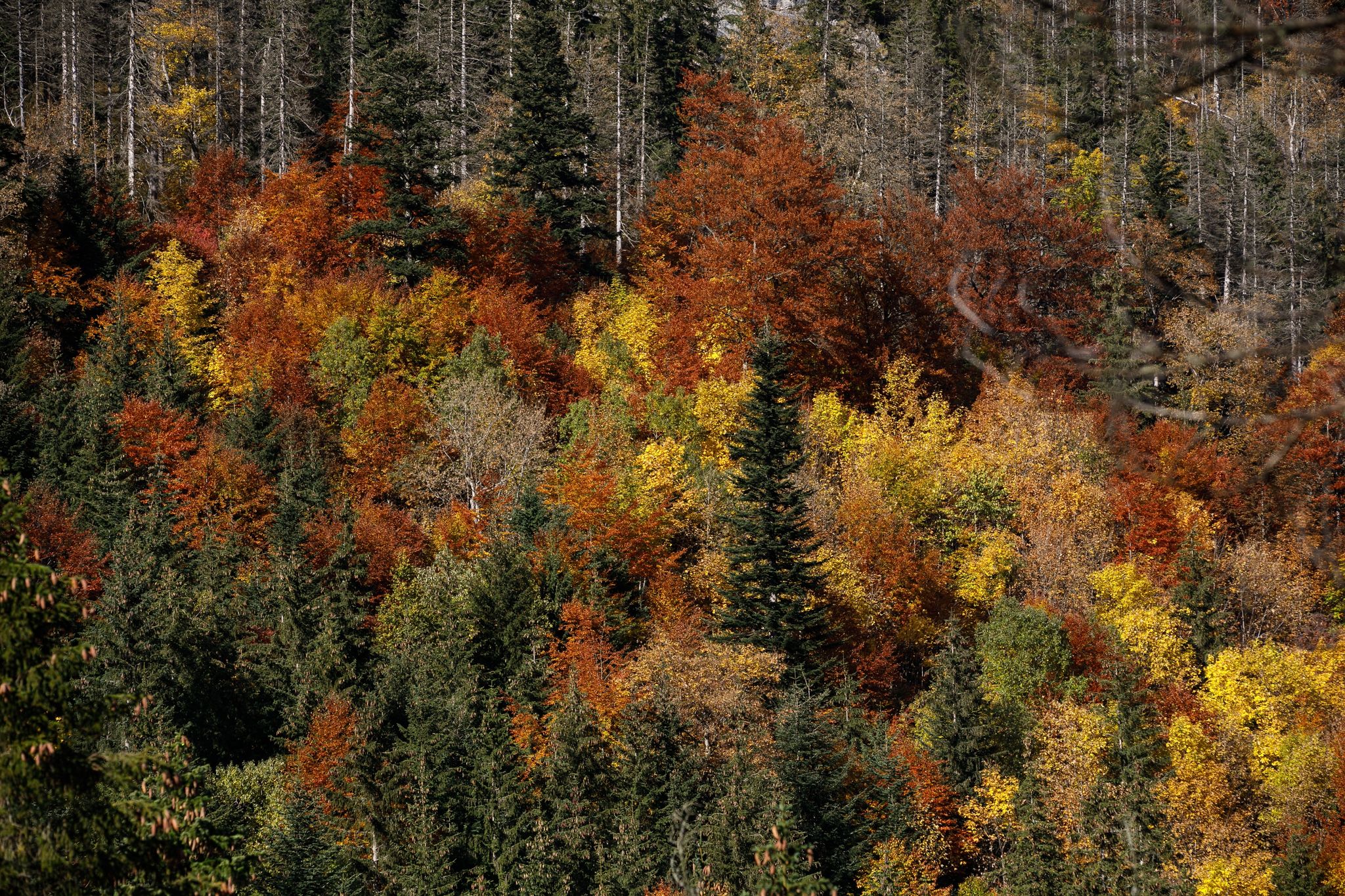A view of the multicolored autumnal forest in the Tatra National Park mountain range along the trail from Dolina Białego to Sarnia Skała.