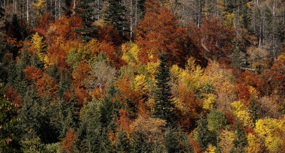 A view of the multicolored autumnal forest in the Tatra National Park mountain range along the trail from Dolina Białego to Sarnia Skała.