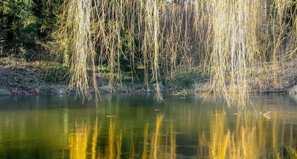 Photo of frozen pond in Søndermarken Park, winter in Copenhagen, Denmark. 