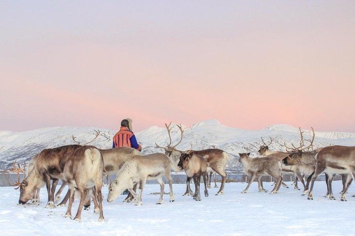 Sami Culture and Short Reindeer Sledding Tour from Tromso